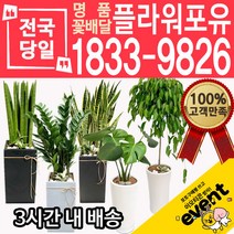 개업축하화분배달 금전수 돈나무 산세베리아 극락조 뱅갈고무나무 해피트리 행운목 녹보수 크로톤 스투키 개업식 개업선물 집들이 거실화분, (선택49)떡갈나무