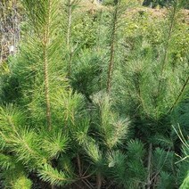 소나무 키120~150cm (분) 키움 조경수 묘목