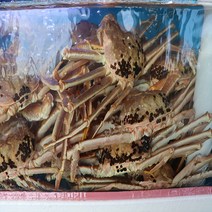 동해안 포항 구룡포 활 박달대게 소 중 대 골라담기!, 생물 박달대게 소 5마리/몸통75% 다리수율80%