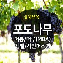 우수한 품종의 나무묘목 유실수 과실수 약용수 조경수 판매중, 포도나무, 캠벨 삽목 1년생
