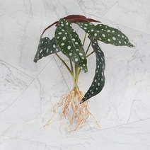 인조화분 조화식물 인조식물 인조 식물 녹색 꽃 실내 장식 세트 벽, 14 6 Heads