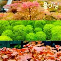 [풀미남 오픈이벤트] 레드카붐바 (3촉) + 암브리아 (7촉) + 루드위지아 sp. 슈퍼레드 (3촉) / 수초 세트