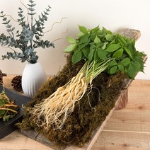 정읍농부의 새싹삼 특상품 (30cm 내외) 새싹인삼 쌈채소 수경재배, 새싹삼 특상품 80뿌리 (30cm 내외)
