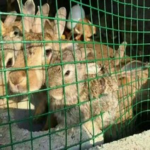 울타리 휀스 철조망 철망 고라니망 와이어 가든 잔디 안뜰 안전 보호망 발코니 배리어 메쉬 보호 공장 가금류 번식 치킨 래빗 개, [01] Hole3x3CM