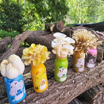 쑥쑥 버섯박사 버섯키우기 재배 키트 흑색 노랑 흰색 느타리 갈색팽이, 쑥쑥 노랑느타리버섯 종균, 1개