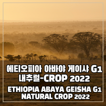(커피생두) 133 에티오피아 아바야 게이샤 G1 내추럴-CROP 2022 500g, 1개