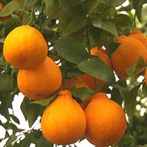 제주 한라봉 선물용 3KG(6-8과), 선물용 5KG(10-15과), 1개