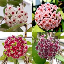 오!플랜트 호야 카노사4종 특대품(꽃대) 행잉플랜트 키우기쉬운식물, 4. 다크레드, 볼팟+행잉철사 65cm