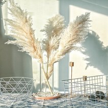 건조 억새 갈대 팜파스 그라스 보리 꽃 다발 10pcs 120cm 솜털 큰 잔디 38, 가지마, 80cm 10개