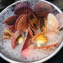 싱싱 당일발송, 1박스, 홍가리비1kg(1인분)