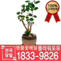 파비안 개업화분 개업선물 배달 이사 실내공기정화