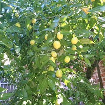 [모든원예조경] 대추나무 묘목 (복조) 2년생 분묘 대추묘목 복을불러오는 정원수