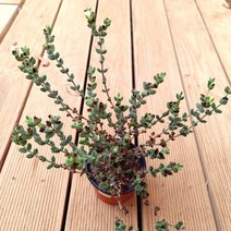 벽어연 다육이 예쁜 다육 식물 랜덤1-50, 단품