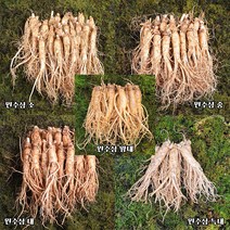 금산인삼 수삼 원수삼 크기별 5채 3750g 무료세척 묶음 할인판매, 원수삼 소, 비세척(세척안함)