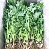 [천천중국식품]싱싱한 고수, 300g, 1개