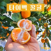 [다민이네]제주 타이벡 꿀귤 3kg/5kg/(실중량 2.5kg/4.5kg), 1개, 3kg(프리미엄과S)