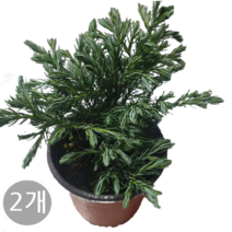 도도팜 1+1 스파트필름/ 호야 테이블야자 고무나무 행운목 스킨답서스 아이비 천냥금 파키라 율마 금전수 나도풍란 리사호야 금전수 보석금전수 문샤인 스투키 토분 공기정화식물, 16. (2개)블루버드 1개