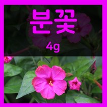 꽃씨몰 꽃씨 봄 파종 여름꽃씨 가을 노지월동 다년생 야생화 양귀비 종자 꽃씨앗, 31.분꽃 4g(1~2년생)