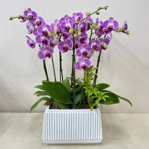 루아데코 서울경기---농장직영배송 **퀵무료배송**발령인사꽃리본 생신화분문구 취임축하문구, 4.그린