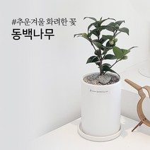 [분갈이키트] 동백나무 추운 겨울 화려한 동백꽃 거실화분 DIY 셀프, 완성품