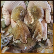 [산지직송] 당일조업 서해안 활 생물 쭈꾸미 알 1kg 새로푸드, 활 쭈꾸미 1kg