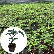 대추토마토모종 스테비아토마토모종 망고 방울 짭짤이 애플, 토마토 모종, 방울토마토 2개