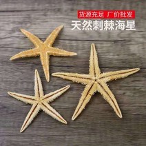 슈퍼빵 불가사리 천연 소라조개 찐빵 오지왕 불가사리 지중해 지대 공예-40714, 16.미니 가시 해성 1.5-2.5CM 90개