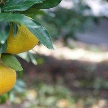 키움원예 유실수 귤 레드향나무 결실주 3년생 (올핀)_1972EA, 본상품선택