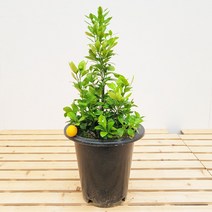 햇살농장 중형 유주나무 과실수 키우기(pot), 유주나무 중형, 1개