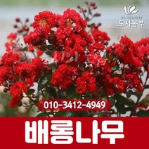 배롱나무(다이너마이트) 삽목1년 특묘 나무 묘목 원예 종자 씨앗