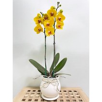 퀵 배송 교대승진난 성남꽃배달 문정승진화분 양재난배달 수서꽃배달 강남축하화분 구의축하화분 강동축하화분 개업축 사무실오픈축하난 서울승진화분 서초승진난 문정난배달 영전 개업 승진, 2.핑크
