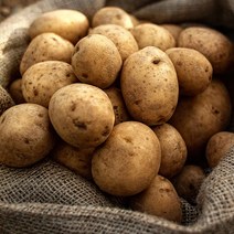 [자연맛남] 제주직송 포슬포슬 노지감자 5kg (대), 1개