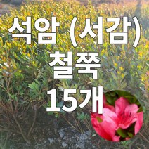 석암철쭉 서감철쭉 15개 철쭉마켓 철쭉 묘목 꽃 나무 영산홍 연산홍 베니 정원 마당 조경수 정원수 울타리 화목류 철죽 농원 울타리, 석암철쭉 15개 서감 30~40CM전후