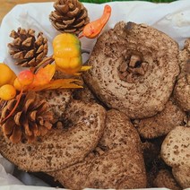국내산 자연산 울진 능이버섯 (생 냉동 건조), 건능이100g(생물1.2kg손질)