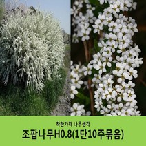 착한가격 나무생각 조팝나무 묶음모음, 조팝나무H0.8(80cm) 10주묶음
