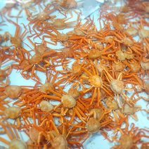 [혜성수산] 후포리 홍게 3kg(10~13미) 2~3인분 활어/자숙 생물/찜 4kg 5kg 존맛탱 갓성비 대게라면 홍게라면 영덕 구룡포 후포리홍게 대게 박달 당일발송 JMT, 후포리 홍게 3kg 자숙/찜