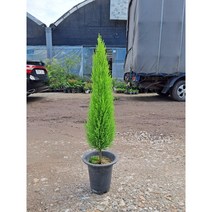 외목대 율마/높이90센치정도