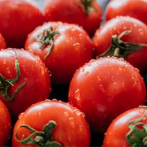 대저 완숙토마토 품질보증 산지직송 - 당일발송 2.5kg