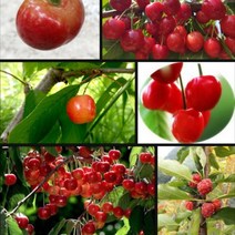 체리 나무묘목 5주