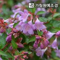 댕강나무 꽃댕강 핑크퐁 C2화분 가림원예조경