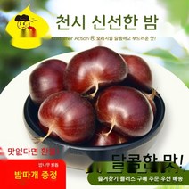 약단밤 5kg 2.5kg 생밤 천서지역 햇밤 작은밤 허베이 알밤 하북성 허베이 갓딴밤, 2.5kg소알(50원동전크기)+칼집가위