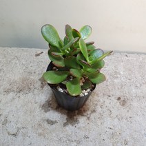 [나인에잇틴]미니 염좌 다육이 80