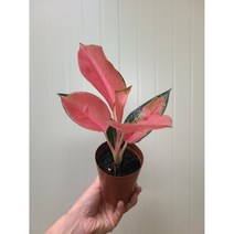 아글라오네마 지리홍 / 랜덤 발송 / 나무만 15~20cm내외 (포트 제외), 1개
