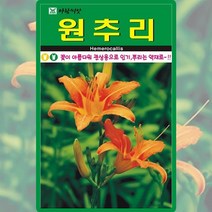 원추리 씨앗 원추리 씨 꽃 종자 30립, 단품