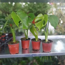 식물 공장 10개 식물도매 대량구매 찢잎 몬스테라델리시오사 소품 미세먼지제거식물 59s