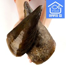 캠핑 조개구이 국산 관자 오천 키조개 1마리, 키조개 소 1마리