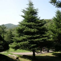 구상나무 수고150cm 나무 D403, 1개