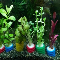 칼라 포트 수초 1개 - 키우기 쉬운 초보 수초, 세실리스