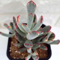 원종 방울복랑금 다육이 중품 다육 식물 랜덤1-80