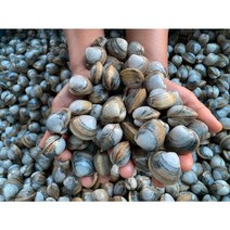 산지직송!!] 직접캐는 자연산 동죽조개1kg 물총조개, 3kg